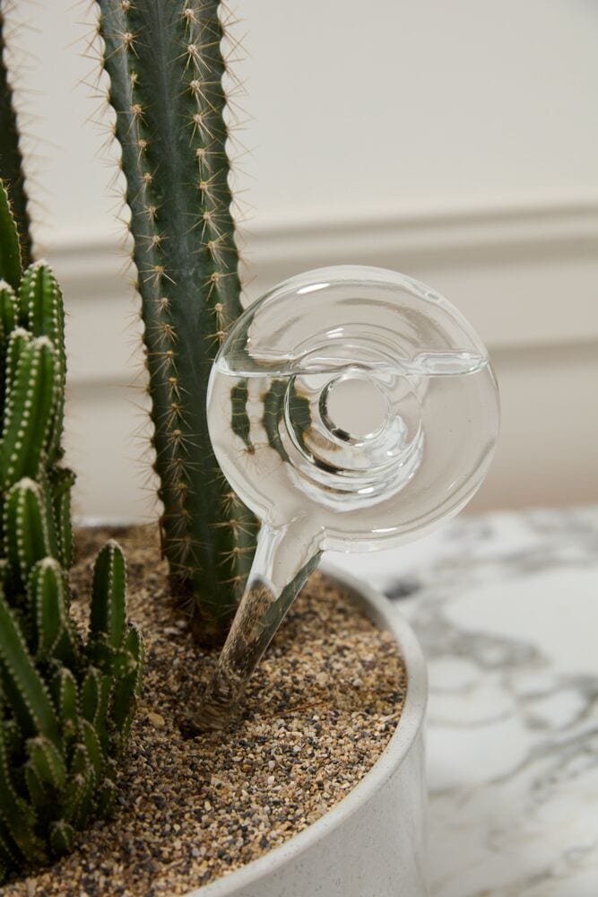 Stylish Succulent Garden in Stamford CT - Stamford Florist